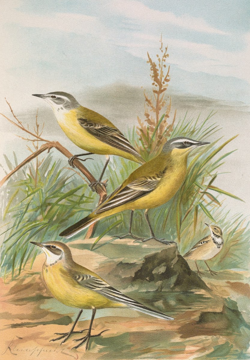 Budytes flavus