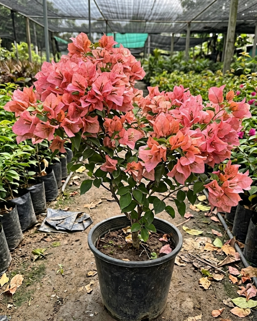 Imported Kayata Bougainvillea Plant — view 4