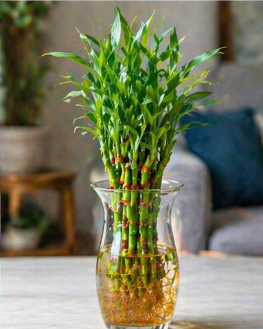 Lucky Bamboo Indoor Plant — view 4