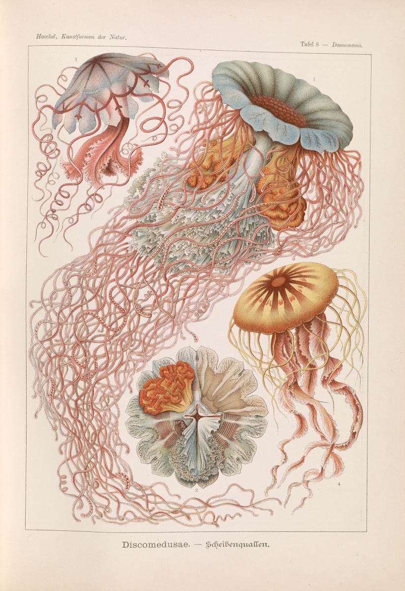 Discomedusae  Schweibenquallen 1904