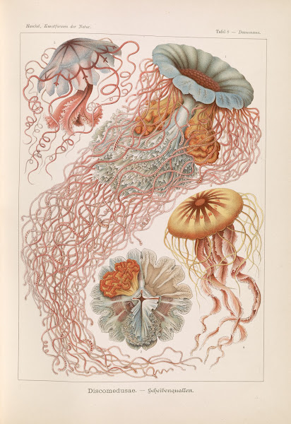 Discomedusae  Schweibenquallen 1904