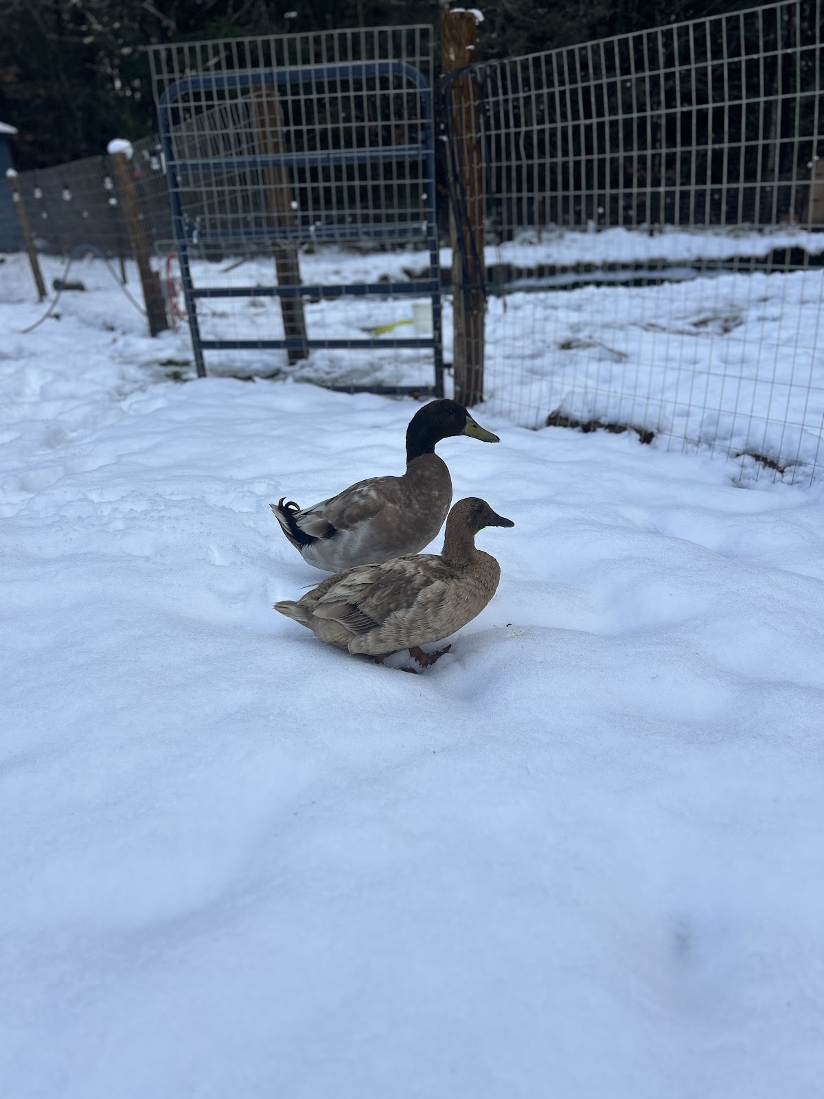 Khaki Campbell Duckling