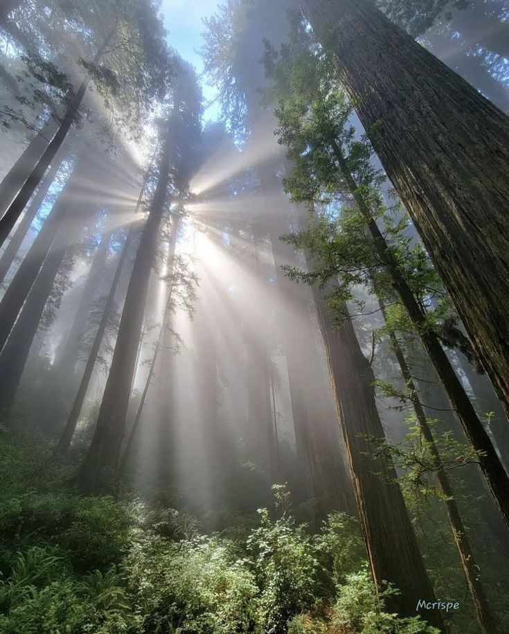 Sunshine Forest Picture