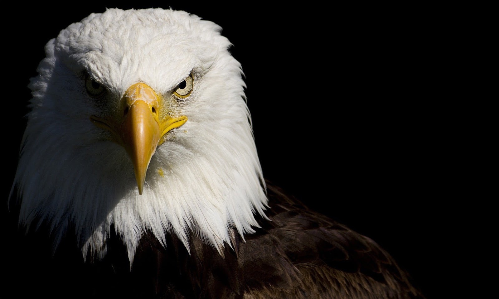 Eagle Face Wallpaper