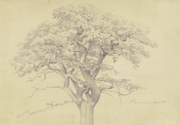 Treetop 1865