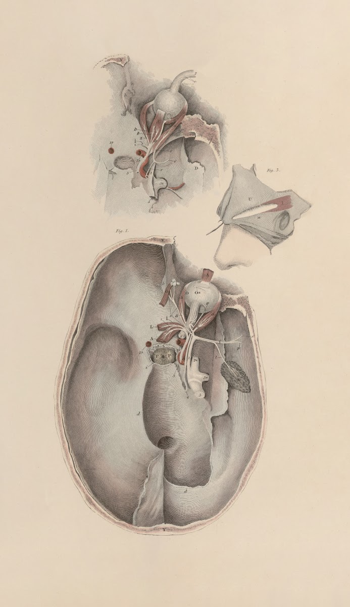 A system of anatomical plates of the human body Pl083 1840