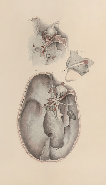 A system of anatomical plates of the human body Pl083 1840