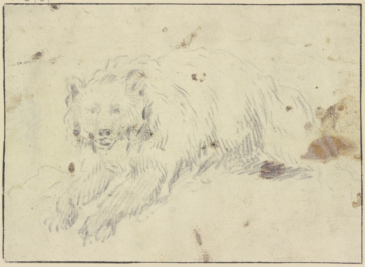 Lying bear to the left