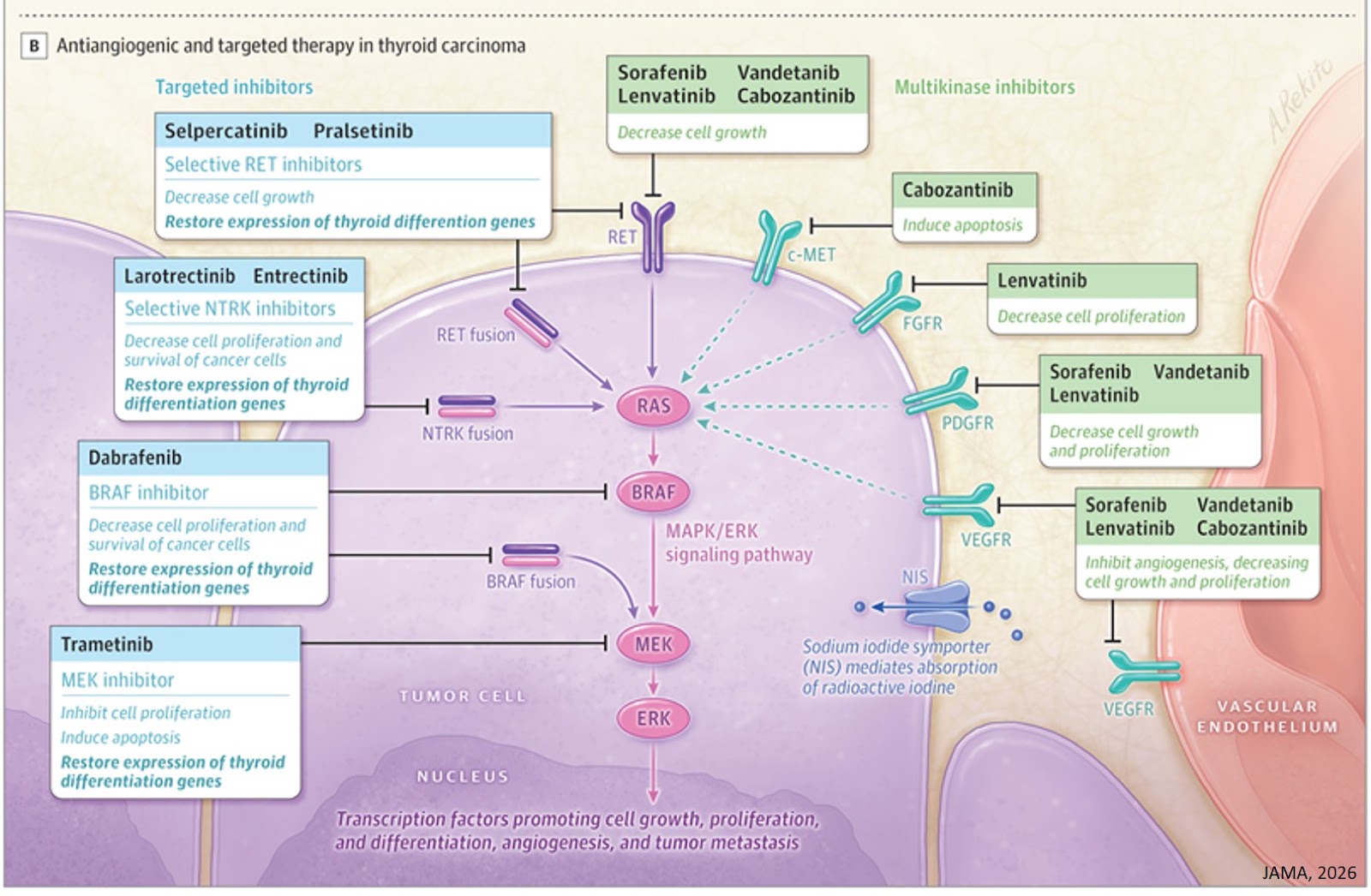 Thyroid Cancer