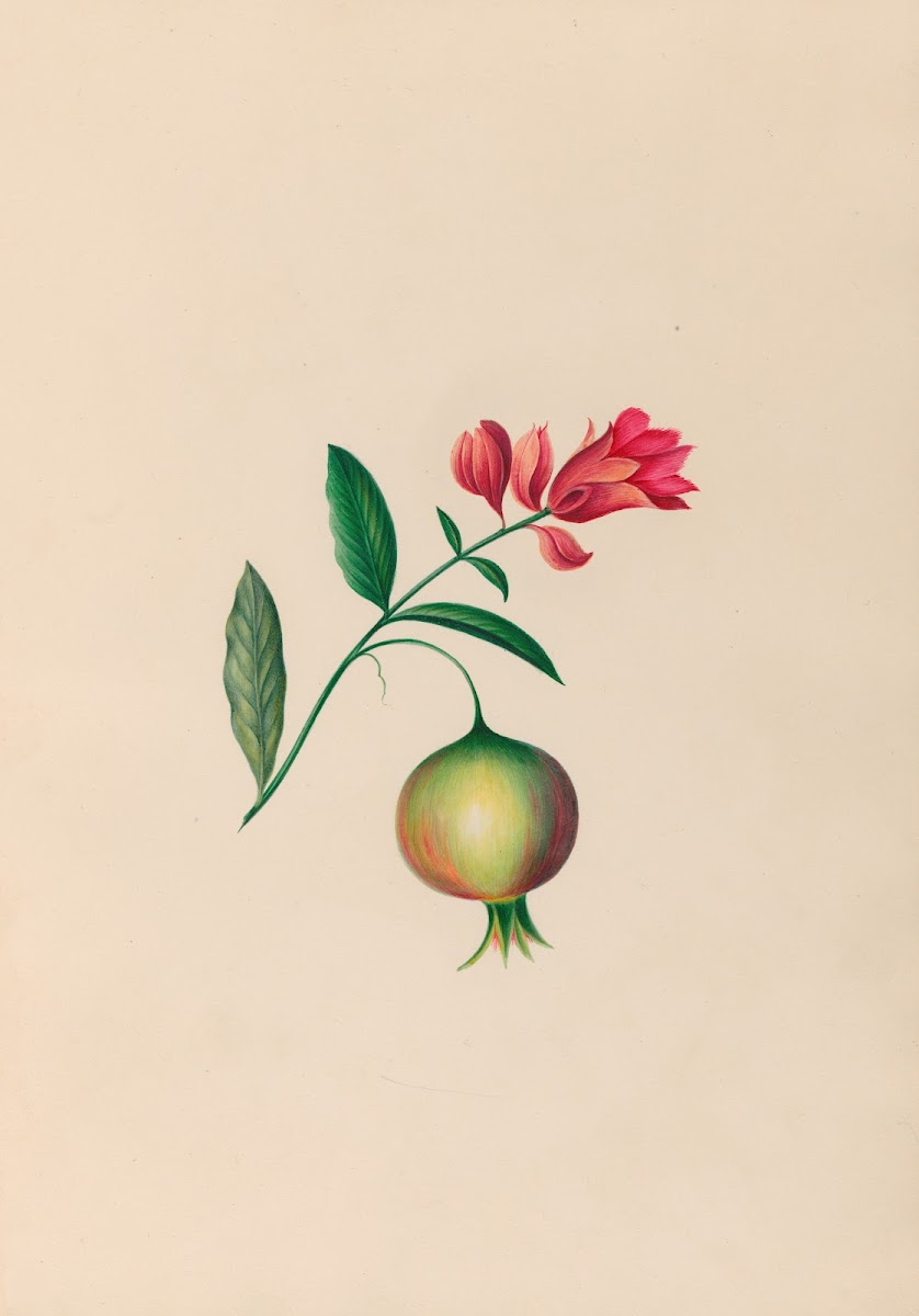 Drawings of tropical flowers and fruits from South America Pl08 1830