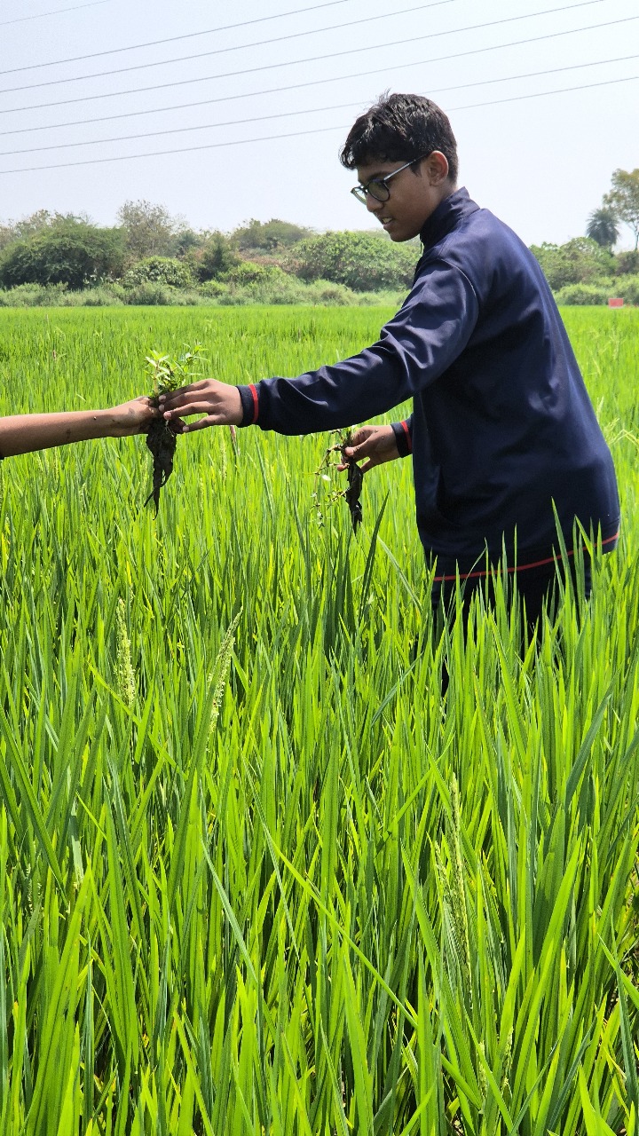 Agricultural Research Field