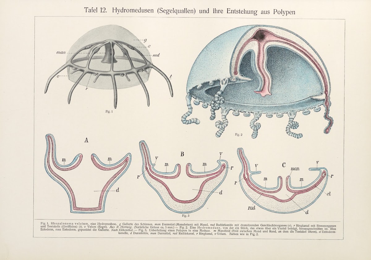 Hydromedusen Segelquallen und ihre Entstehung aus Polypen 1909