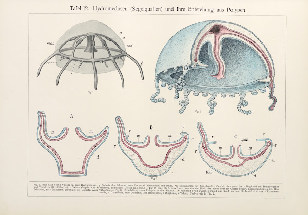 Hydromedusen Segelquallen und ihre Entstehung aus Polypen 1909