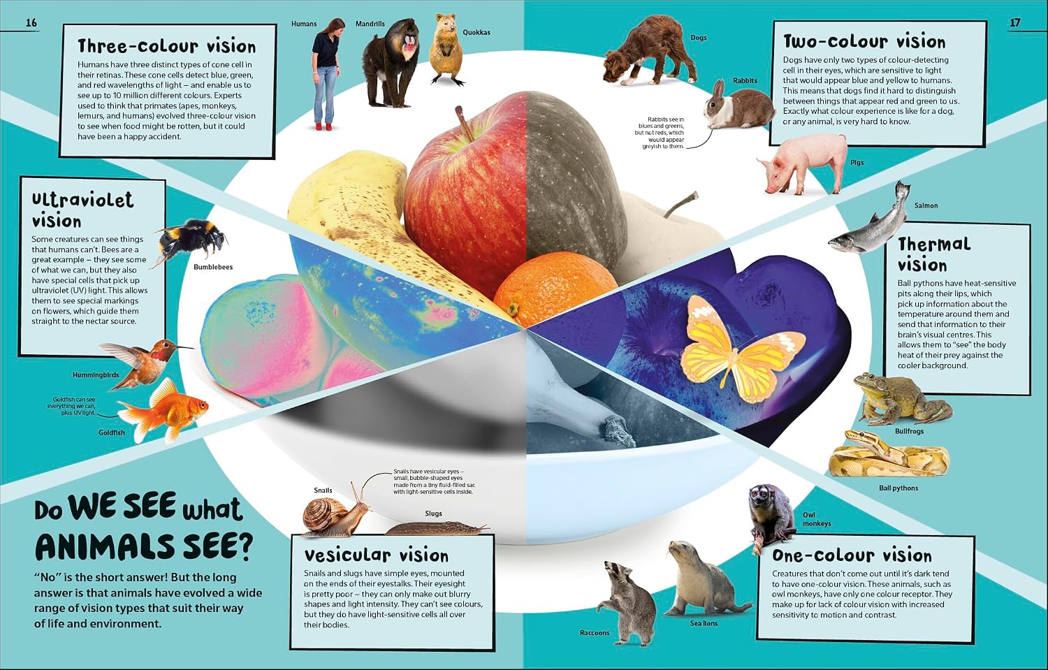 An Excellent Encyclopedia of Your Senses - thumbnail 2