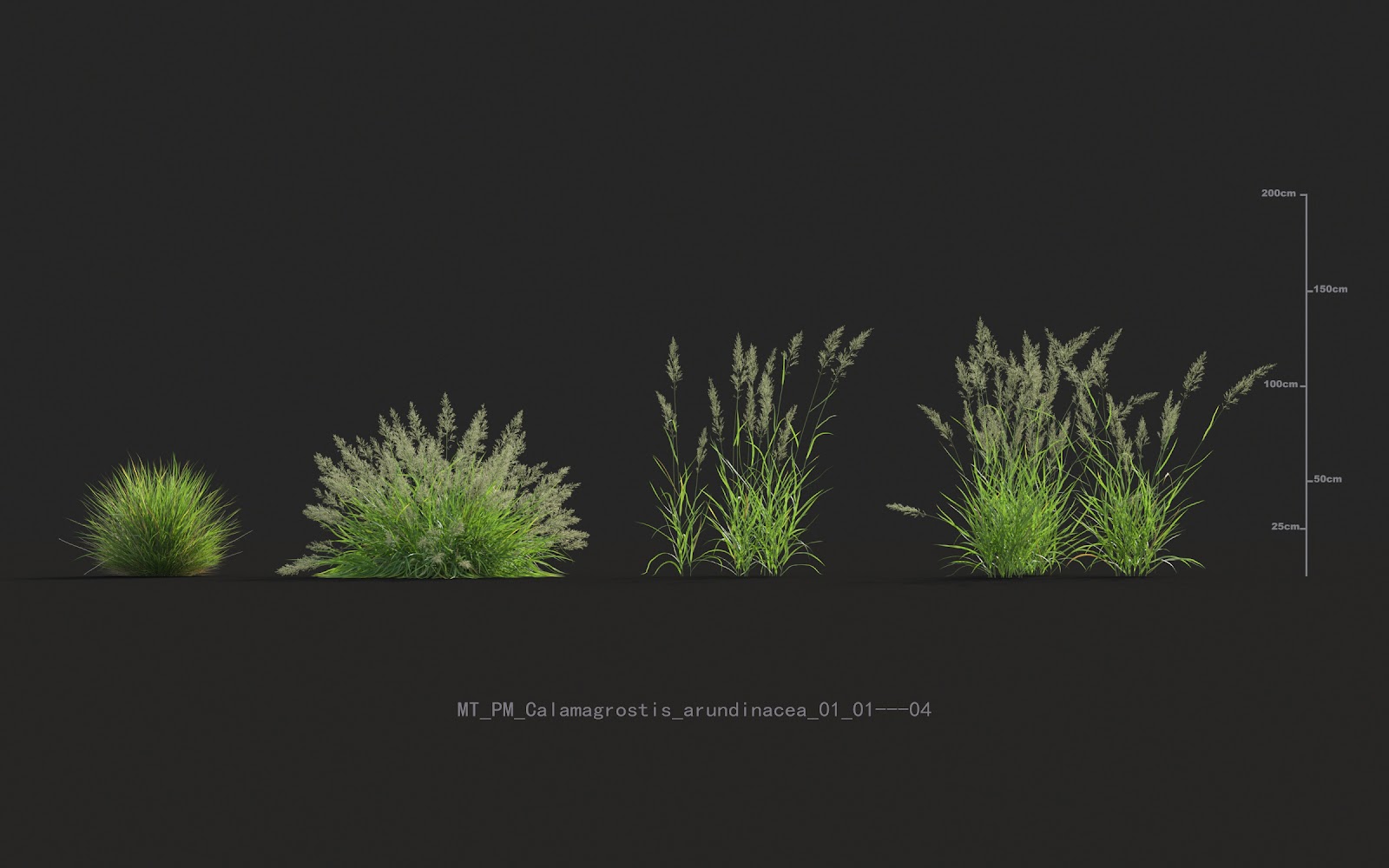 Maxtree - Plant Models Vol.20
