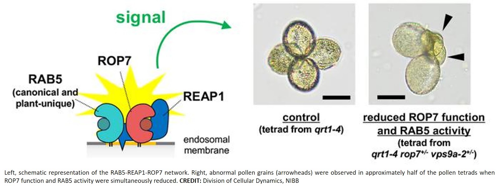 REAP1/AtSWAP70 integrates RAB5 and ROP signalling during sexual reproduction