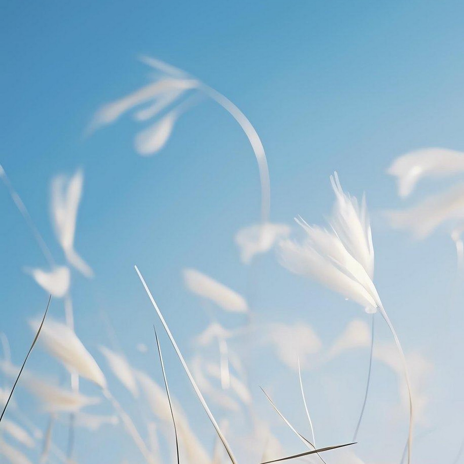 Download Golden Grass Under Blue Sky iPhone