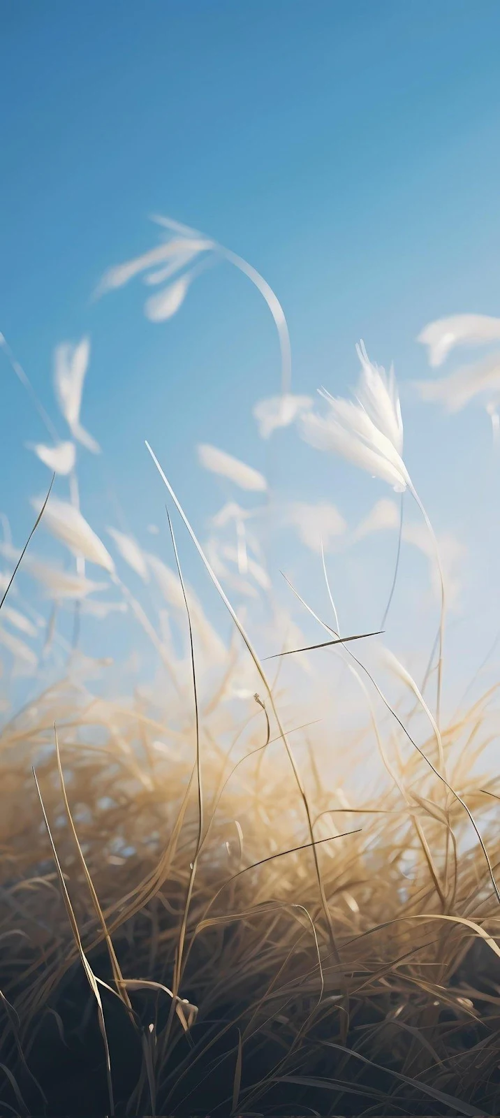 Golden Grass Under Blue Sky - Nature Photography iPhone Wallpaper (916x2048)
