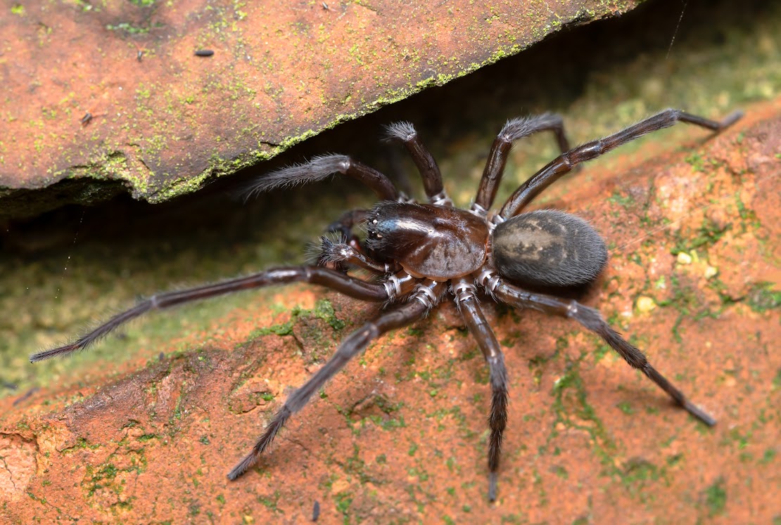 Amaurobius ferox