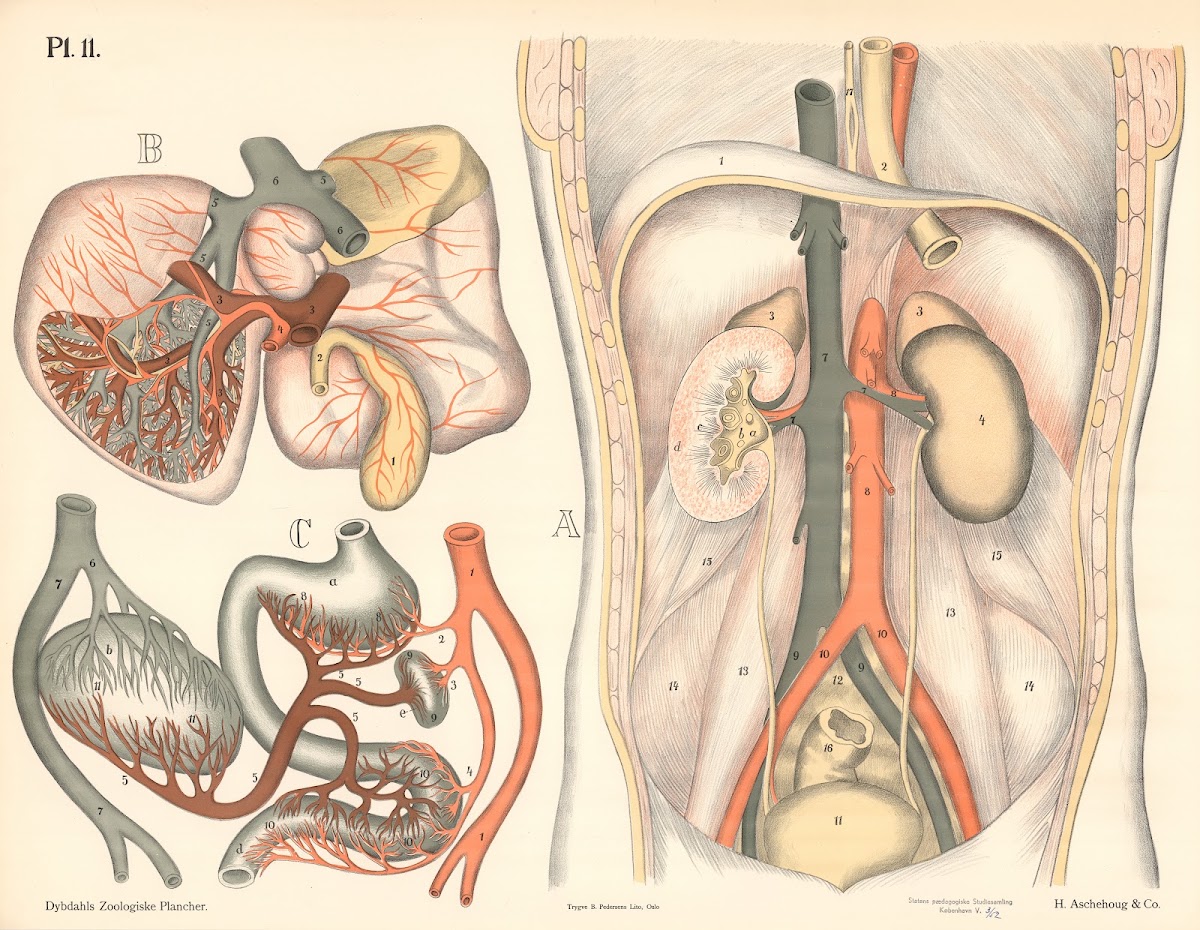 Udsondringsorganerne 1881