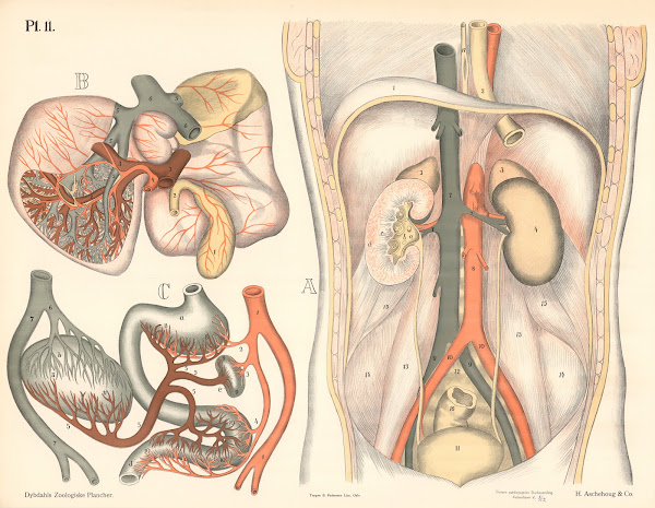 Udsondringsorganerne 1881