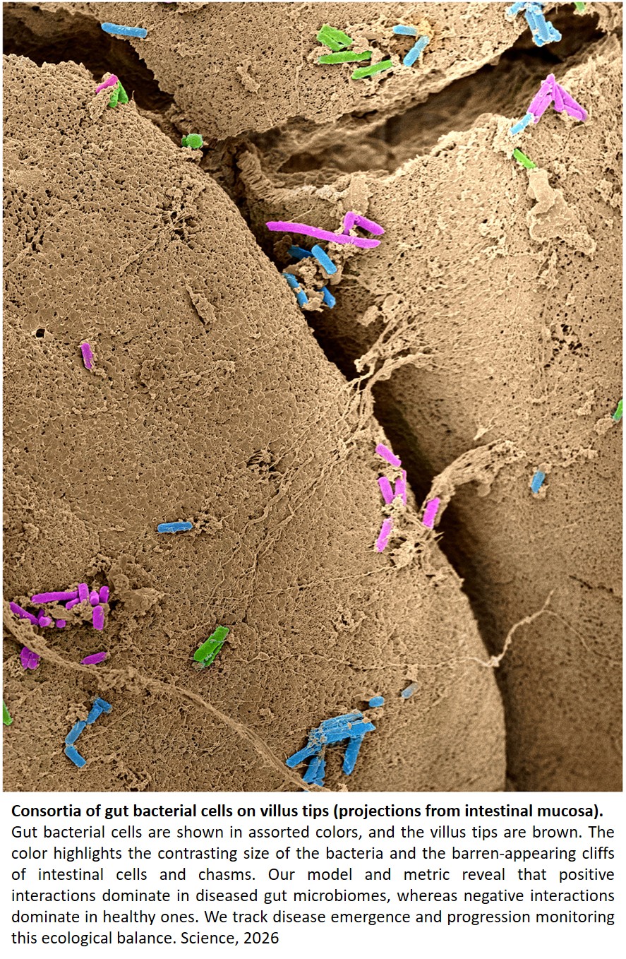 Microbial interactions predict gut health