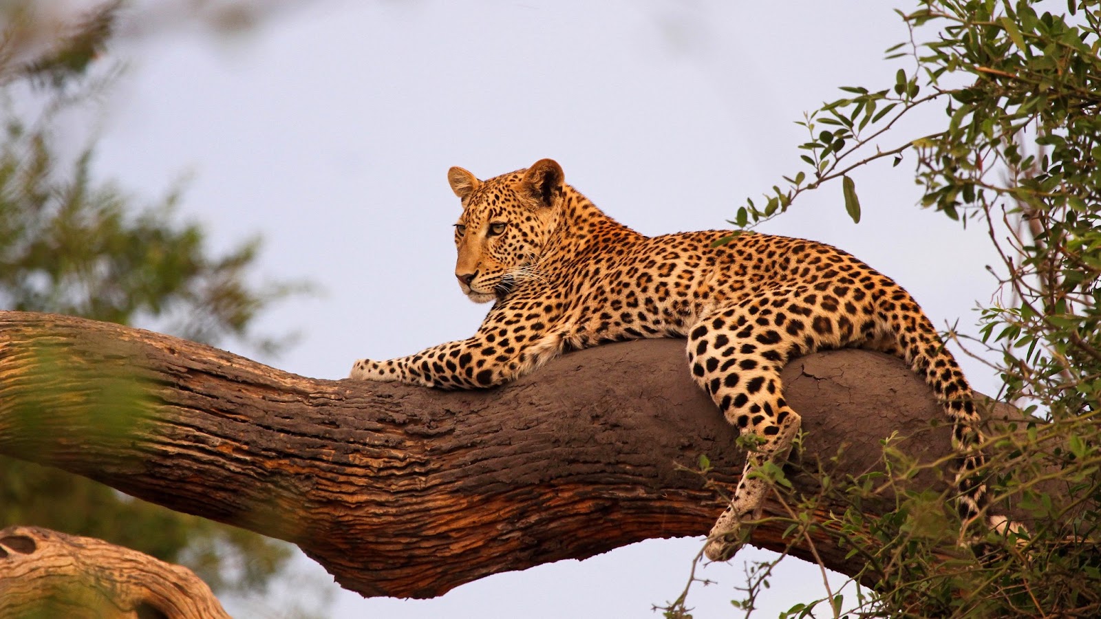 Leopard Wallpaper