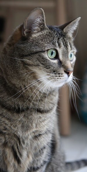 Cat Face Picture