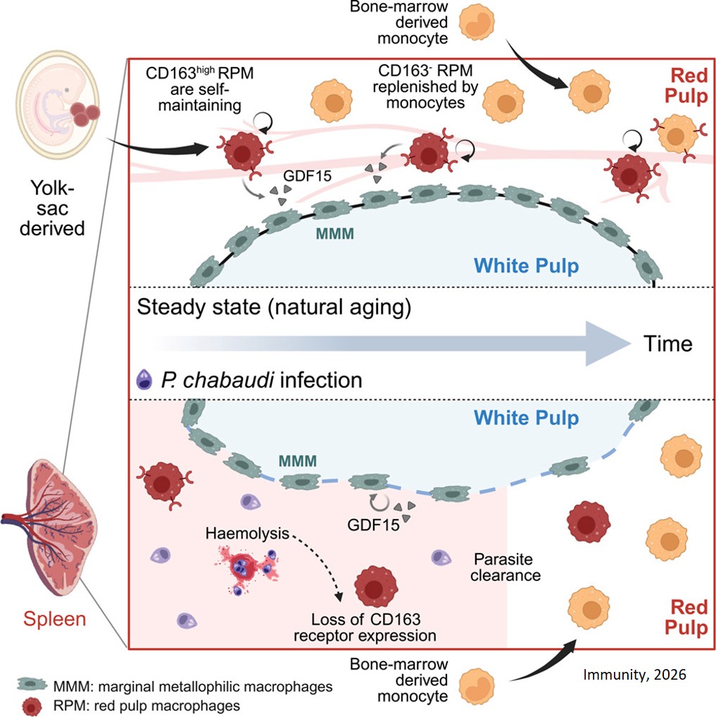 Malaria causes permanent damage to phagocytes in the spleen