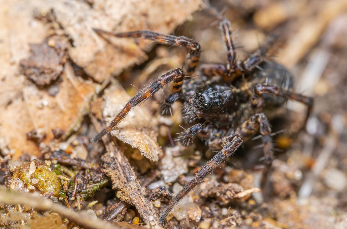 Pardosa sp.