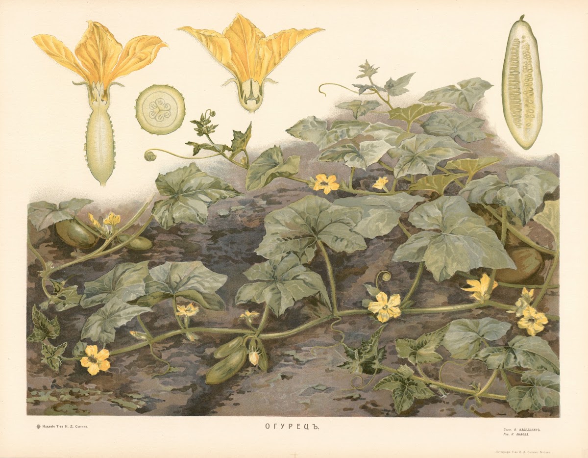 Cucumber 1910