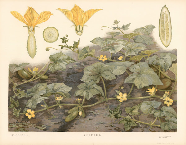 Cucumber 1910