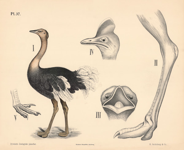 Fugle Løbefugle 1881