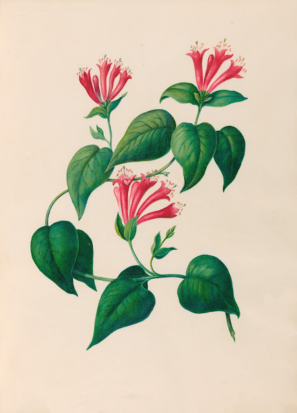 Drawings of tropical flowers and fruits from South America Pl32 1830