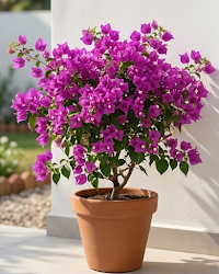 Imported Tanglong Purple Bougainvillea Plant