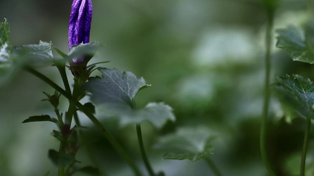 화폐가 인류 사회에 미친 상징적 의미와 기원