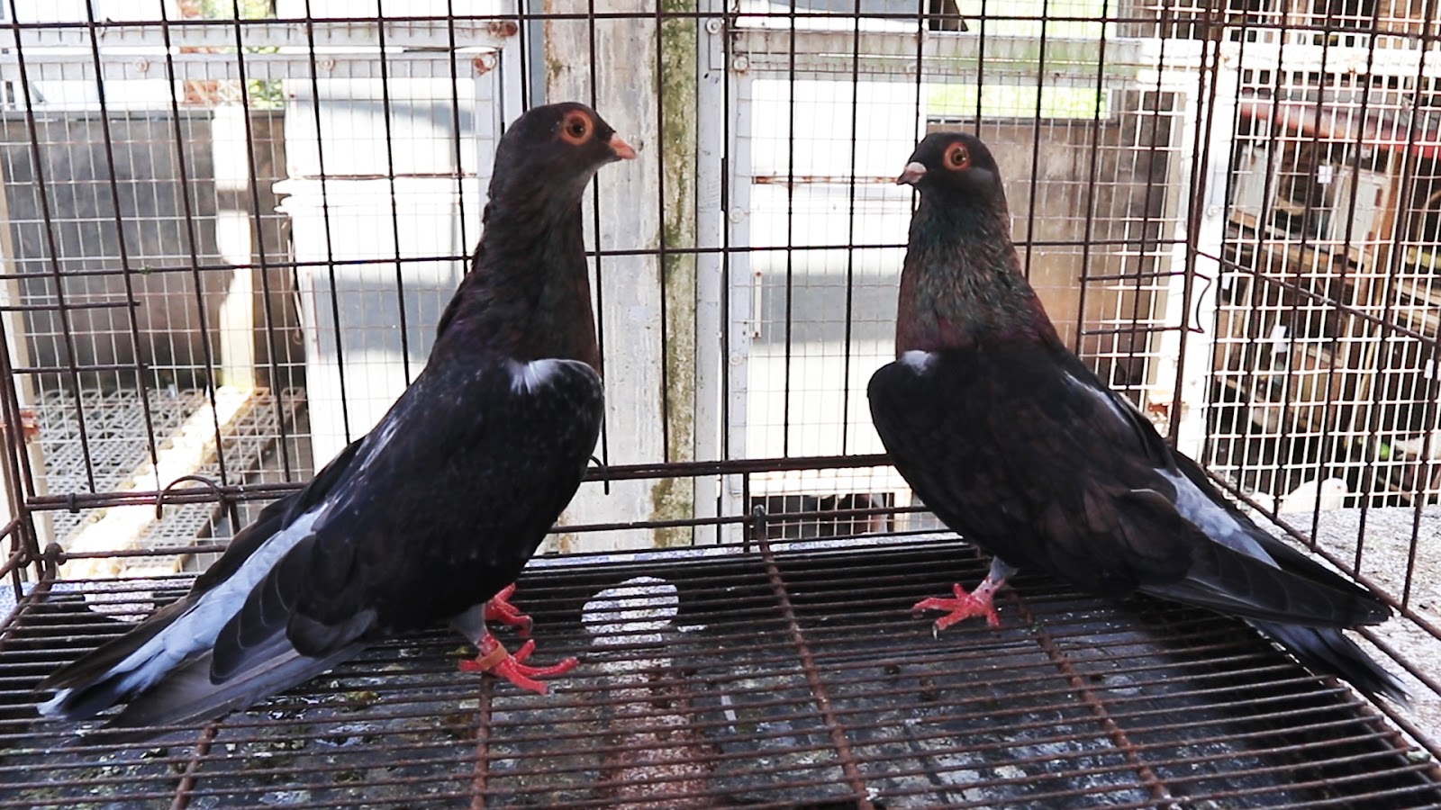 EGYPTIAN SWIFT 2710010325