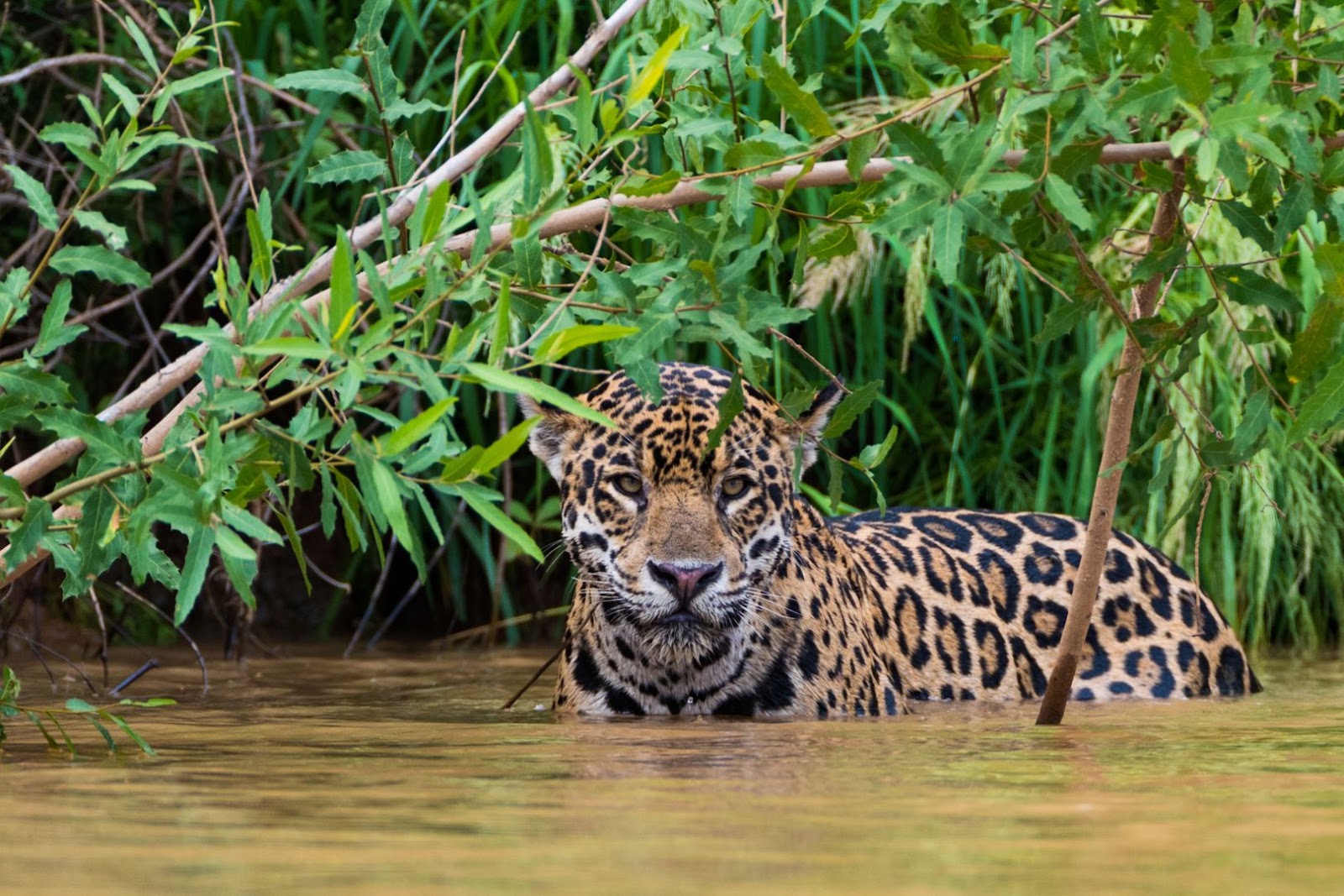 Jaguar moving through the riverbank habitat of Brazil’s Pantanal wetlands.