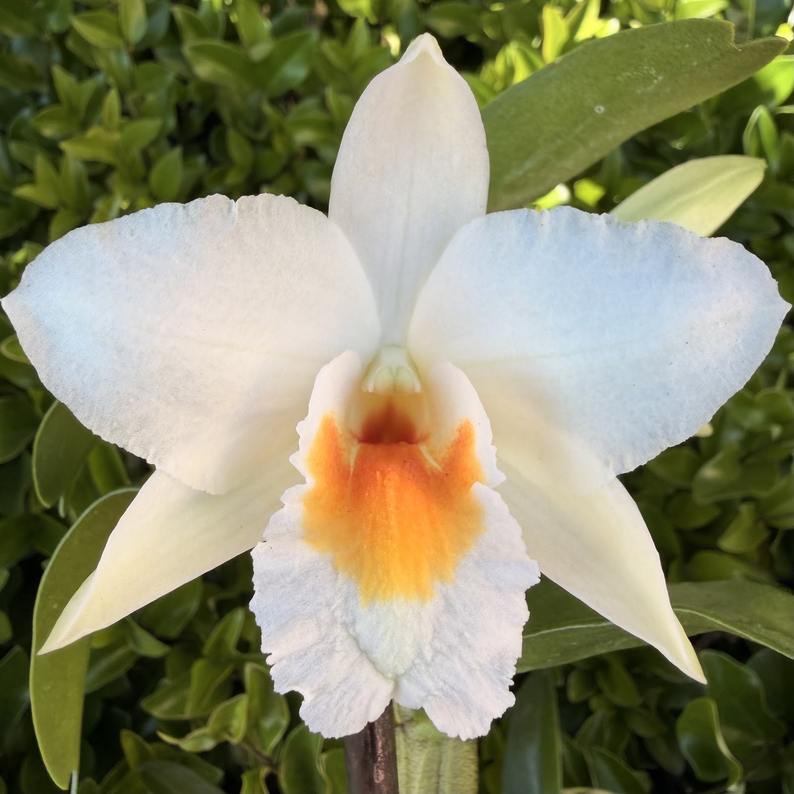 Den. Judith Nakayama