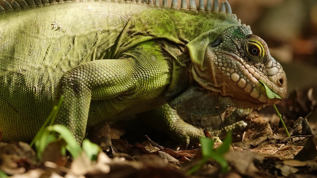 혈당 조절에 영향을 미치는 인슐린 분비 구조와 작용 원리