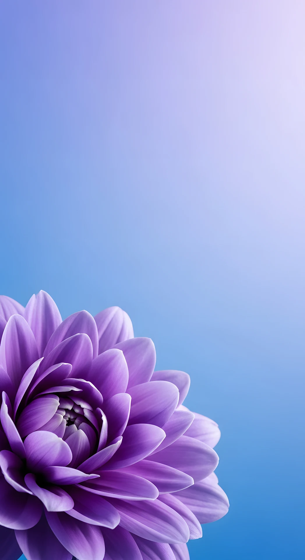 Close-up of a Single Vibrant Violet Flower Against a Smooth Gradient Background - Free 4K mobile Wallpaper