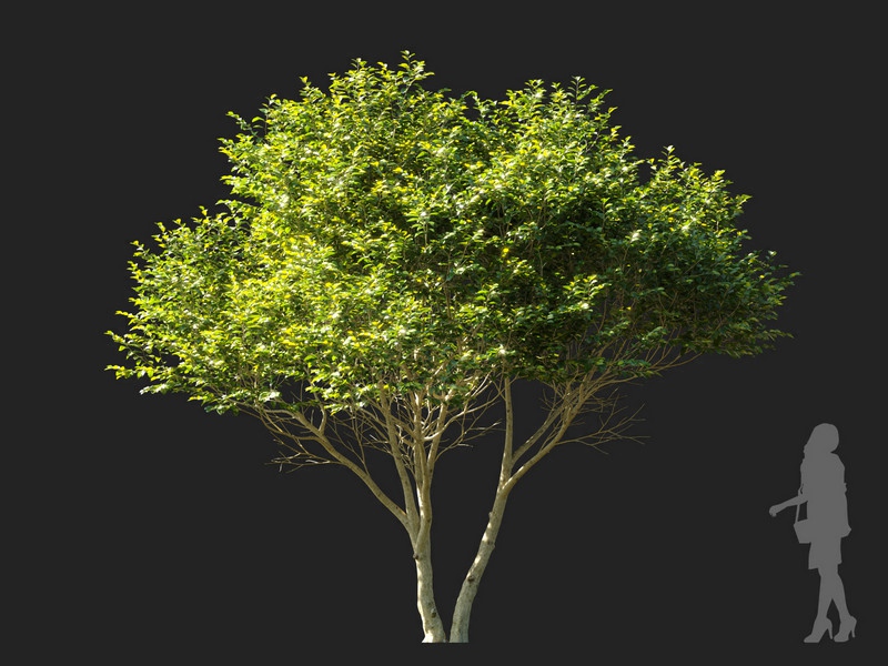 Maxtree - Plant Models Vol.114