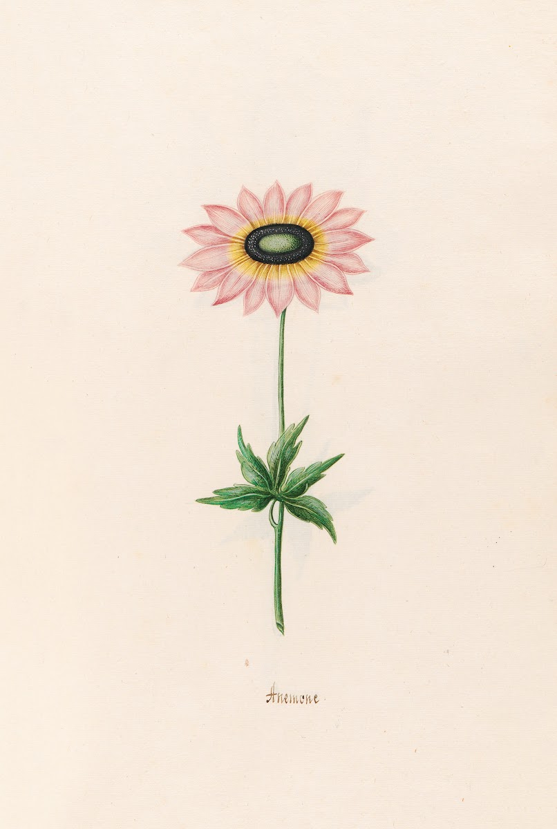 Anemone 1692