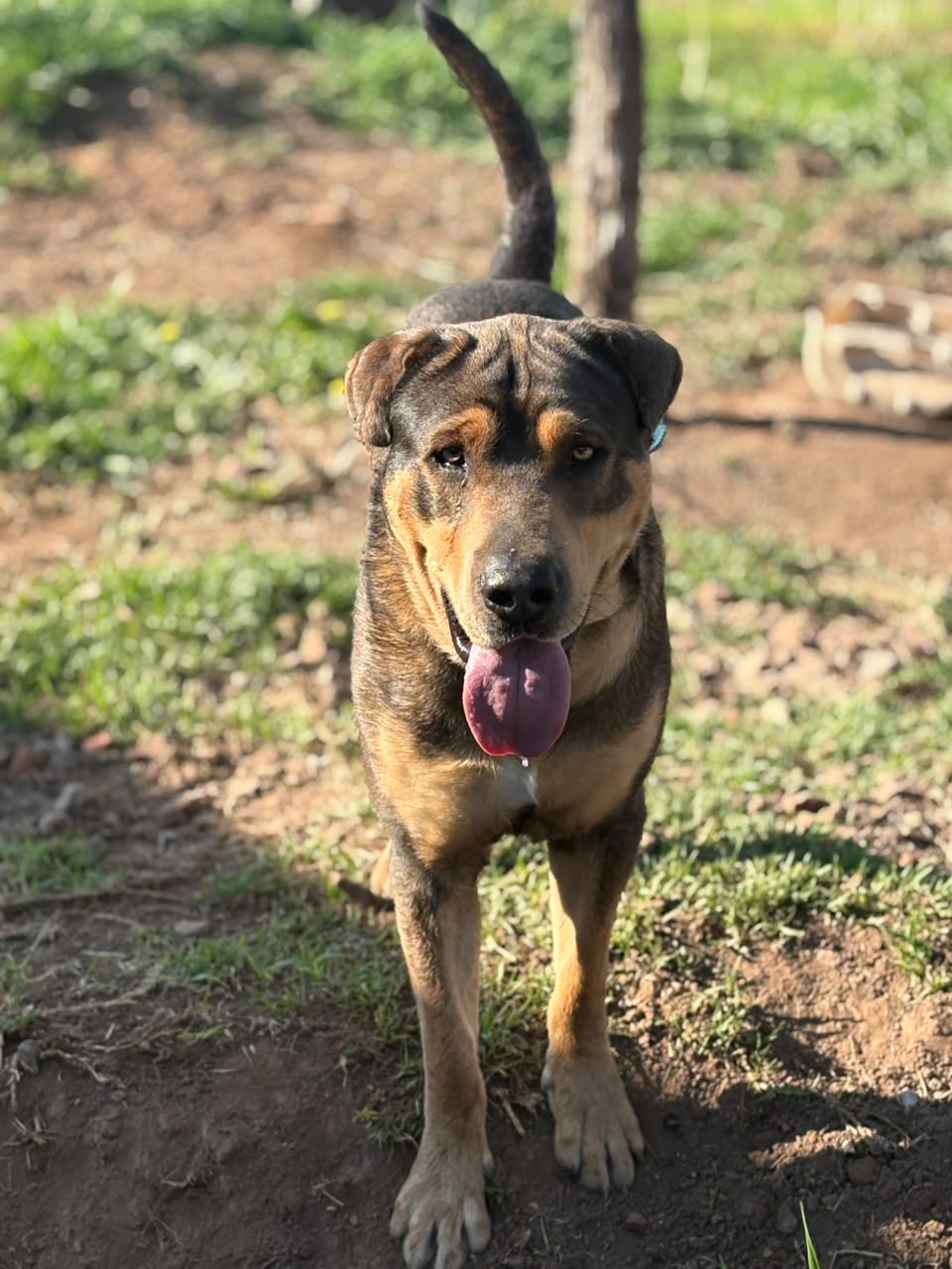 Teo 