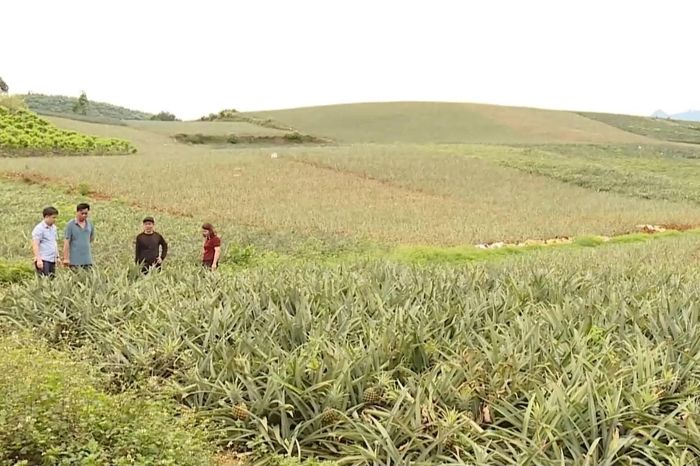 Xã Bất Bạt phát huy lợi thế nông nghiệp xanh - Đài Phát thanh và truyền hình Hà Nội