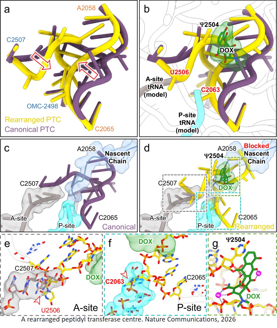 Cryo-EM reveals multiple mechanisms of ribosome inhibition by doxycycline