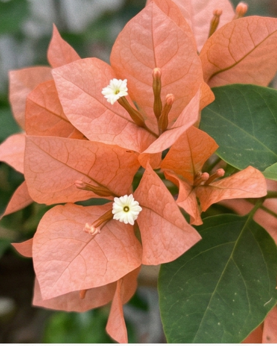Imported Brezza Peach Bougainvillea Plant — view 3