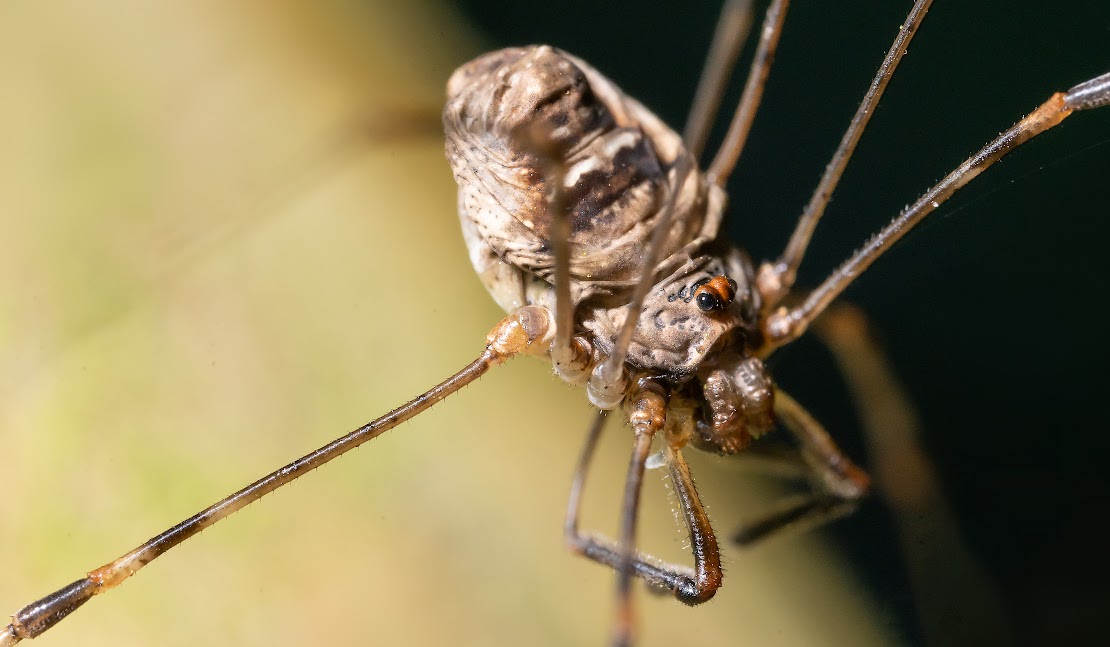 Dicranopalpus ramosus agg.