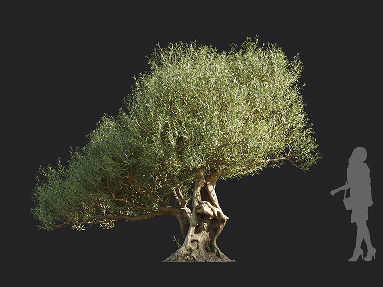 Maxtree - Plant Models Vol.113