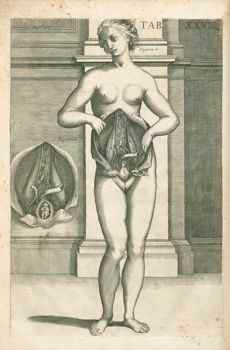 Tabulae anatomicae a celeberrimo pictore Petro Berretino Cortonensi Pl27 1741